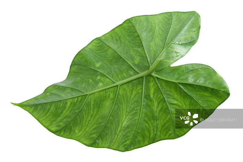 一片春天立春春分绿色植物树叶叶子的特写图片素材