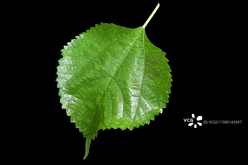 黑色背景上的春天立春春分绿色植物树叶叶子的特写图片素材