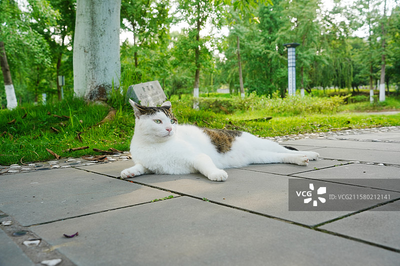 中华田园猫斜刘海肖像图片素材