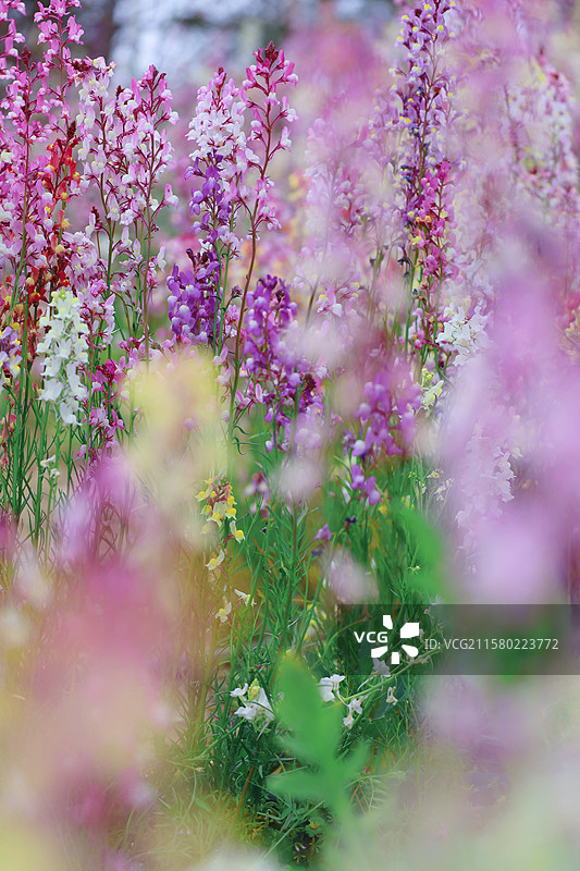无锡胡埭花彩小镇花星球摩洛哥柳穿鱼图片素材