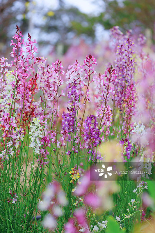 无锡胡埭花彩小镇花星球摩洛哥柳穿鱼图片素材