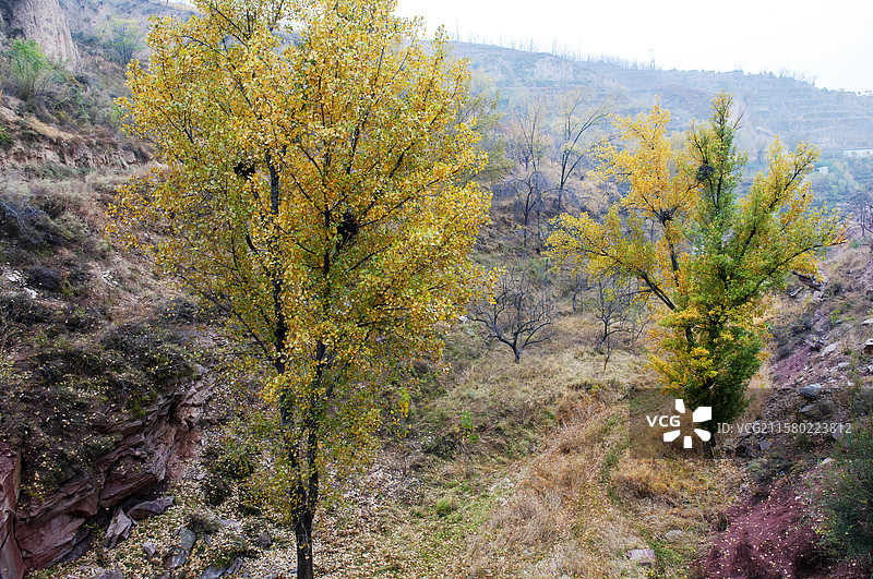 山西临县碛口古镇李家山风景（黄河边）图片素材