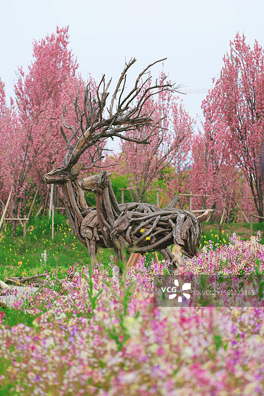 无锡胡埭花彩小镇花星球摩洛哥柳穿鱼图片素材