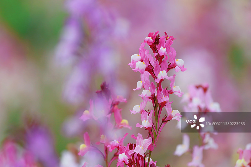 无锡胡埭花彩小镇花星球摩洛哥柳穿鱼图片素材