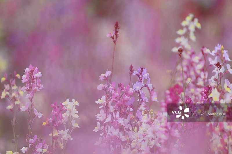 无锡胡埭花彩小镇花星球摩洛哥柳穿鱼图片素材