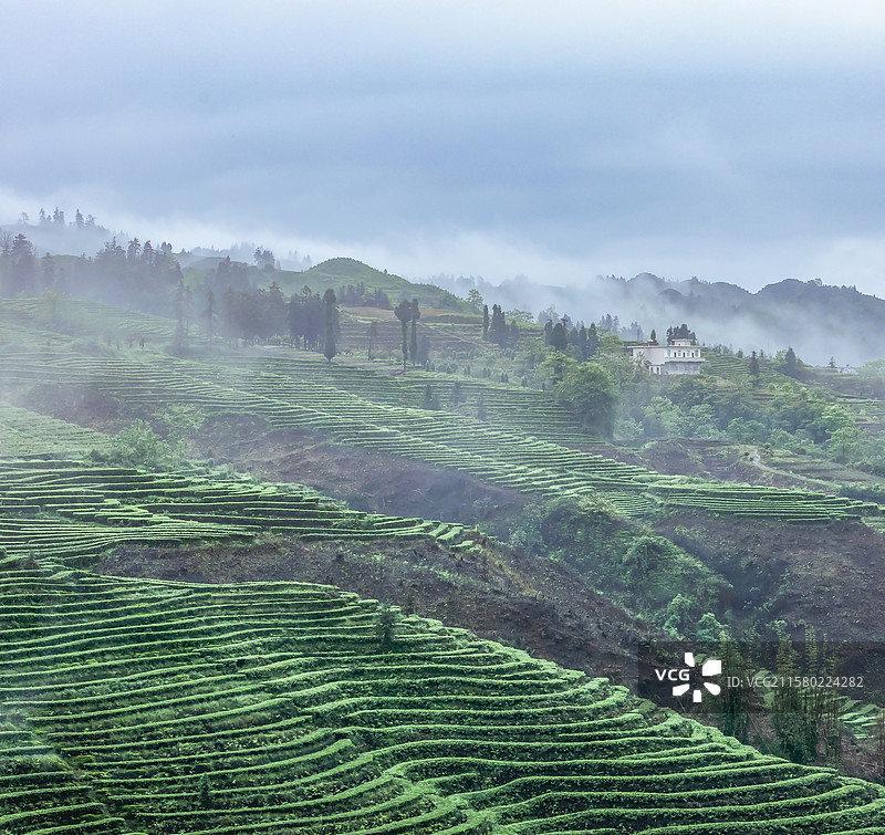 宜宾珙县鹿鸣茶山云雾缭绕的茶山景致图片素材