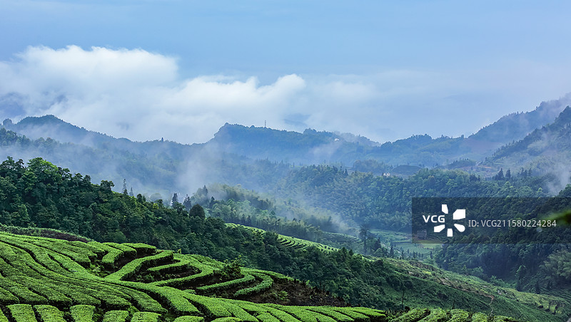 宜宾珙县鹿鸣茶山云雾缭绕的茶山景致图片素材