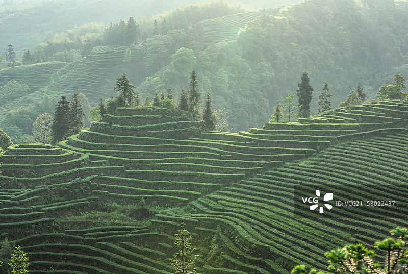 宜宾鹿鸣茶山风光图片素材