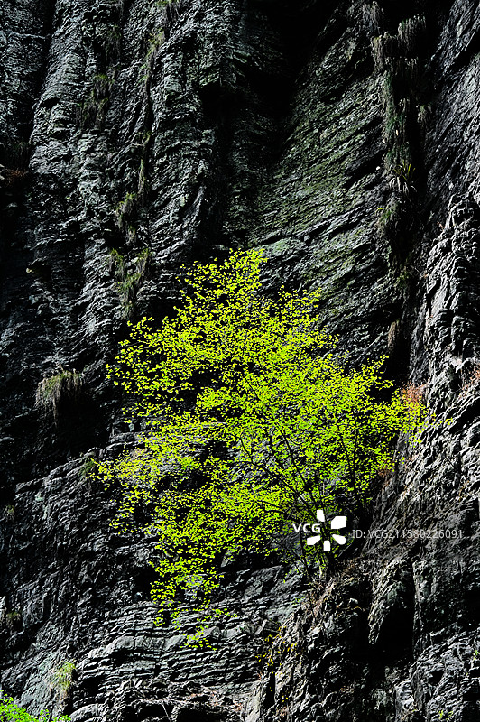矮寨奇观旅游区德夯大峡谷岩石上生长的树木的低角度视图图片素材