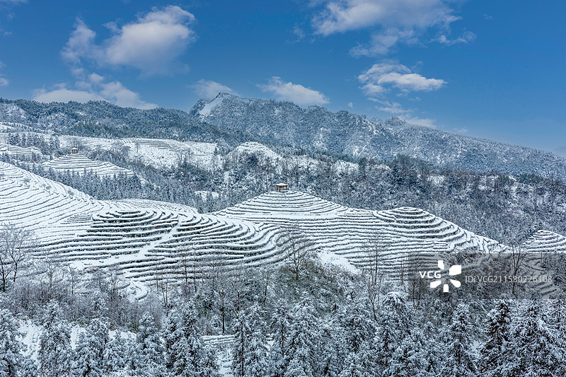 宜宾珙县鹿鸣茶山雪后银装素裹的茶山风景图片素材