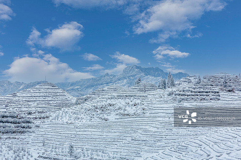 宜宾珙县鹿鸣茶山雪后银装素裹的茶山风景图片素材