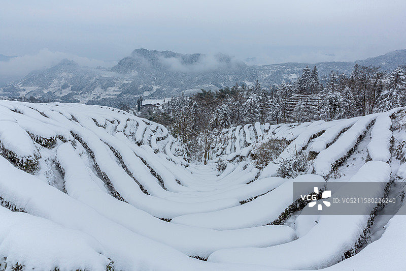 宜宾珙县鹿鸣茶山雪后银装素裹的茶山风景图片素材