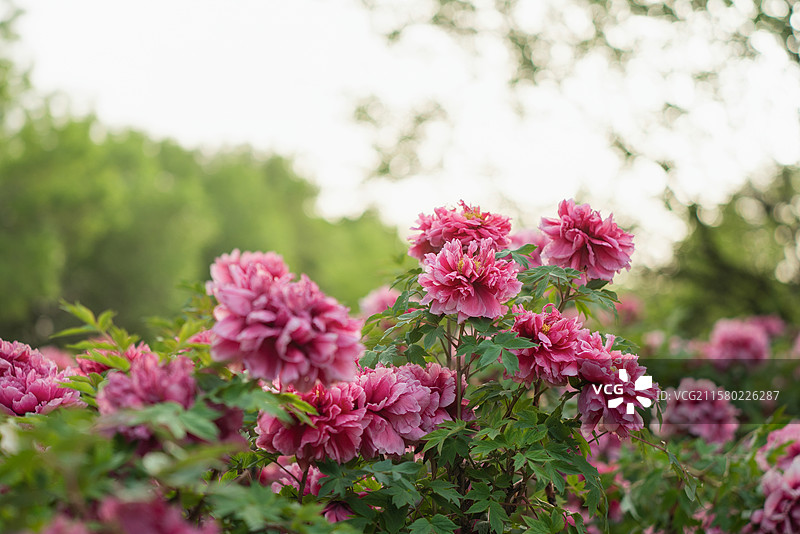 花卉植物粉红色的牡丹花簇图片素材