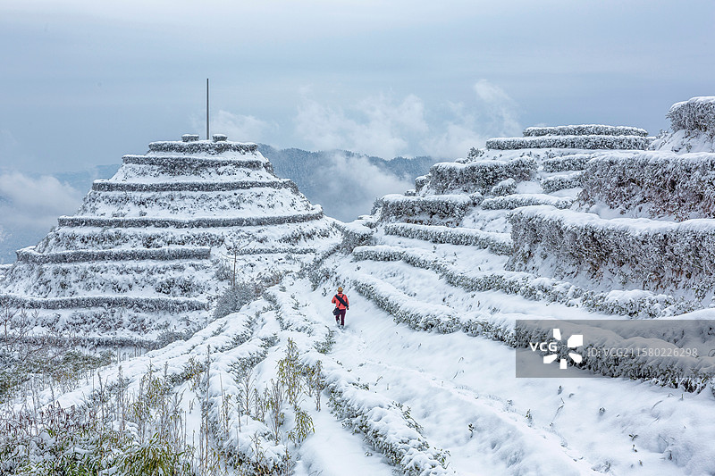 宜宾珙县鹿鸣茶山雪后银装素裹的茶山风景图片素材