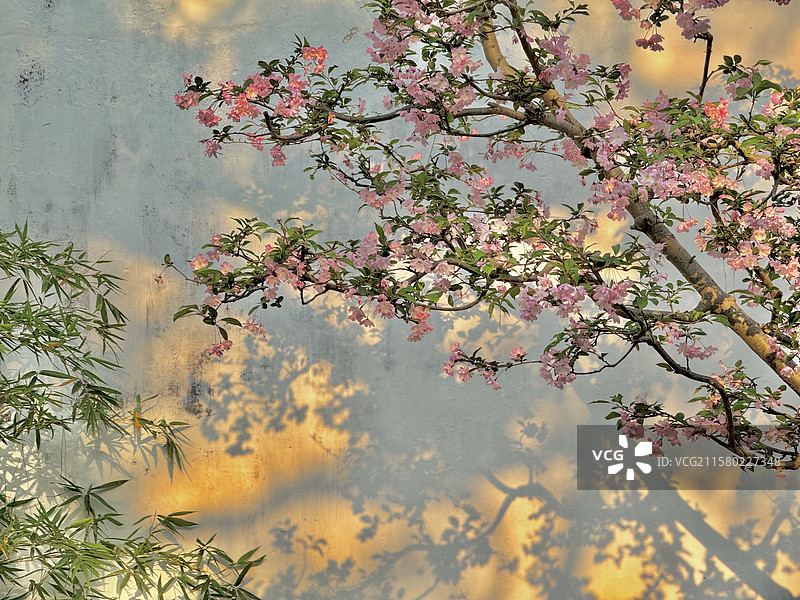 苏州网师园海棠竹叶春景图图片素材