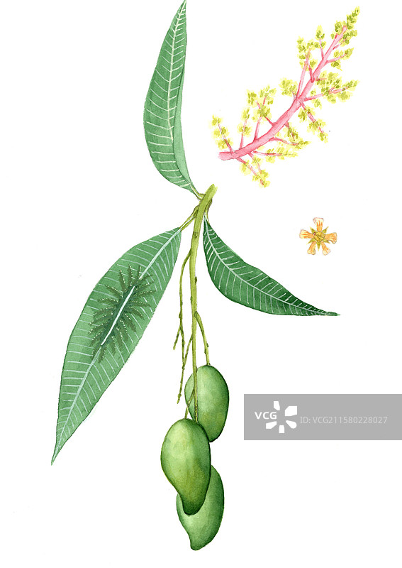 芒果 果序、花序、小花，尖翅翠蛱蝶幼虫图片素材