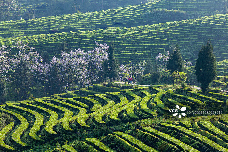 宜宾珙县鹿鸣茶山春天美丽景致图片素材