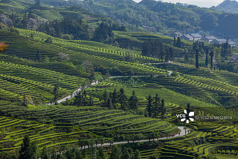 宜宾珙县鹿鸣茶山春天美丽景致图片素材