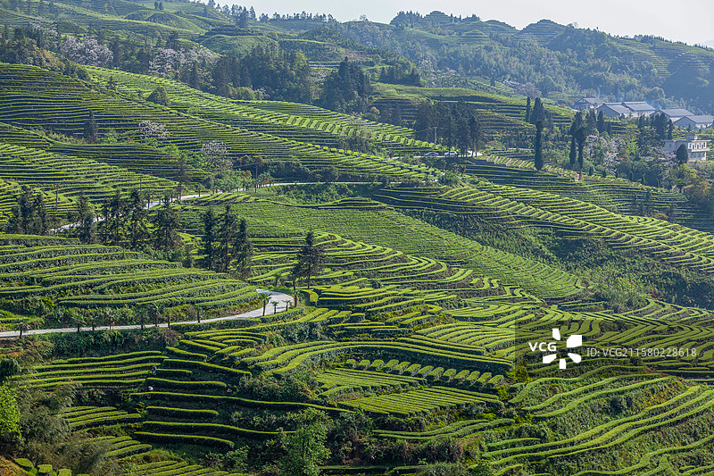 宜宾珙县鹿鸣茶山春天美丽景致图片素材