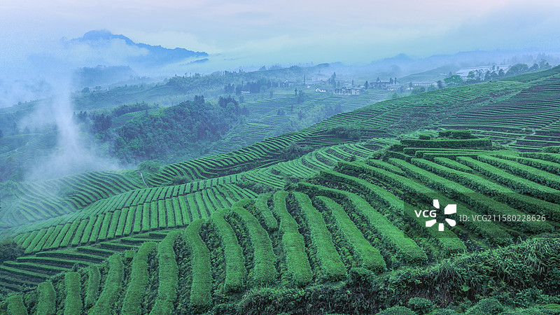宜宾珙县鹿鸣茶山春天美丽景致图片素材