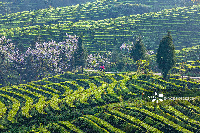宜宾珙县鹿鸣茶山春天美丽景致图片素材