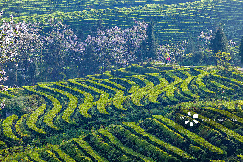 宜宾珙县鹿鸣茶山春天美丽景致图片素材