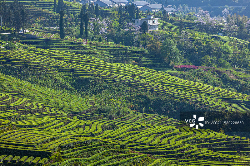 宜宾珙县鹿鸣茶山春天美丽景致图片素材