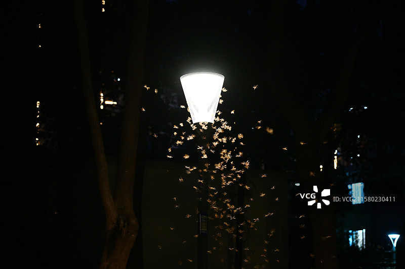 围绕路灯的飞蛾，夜晚，趋光性，江苏无锡图片素材