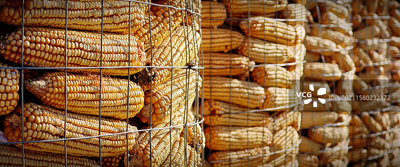 玉米丰收图片素材