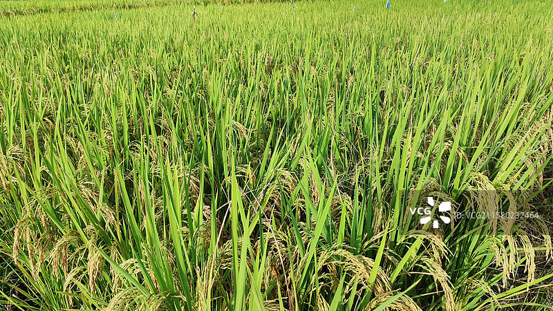 水稻 田野 秋收图片素材