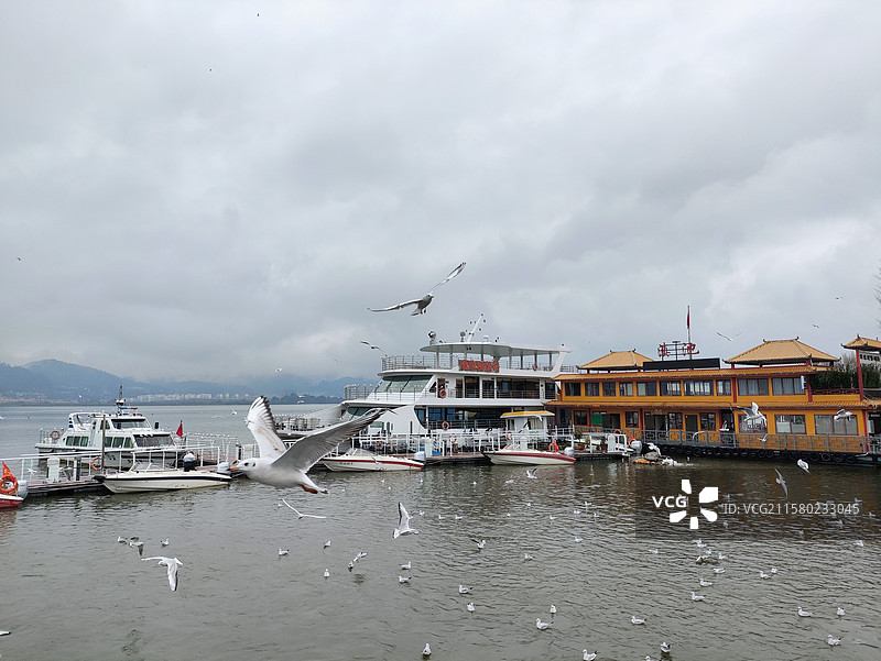 云南滇池阴天的鸽子图片素材