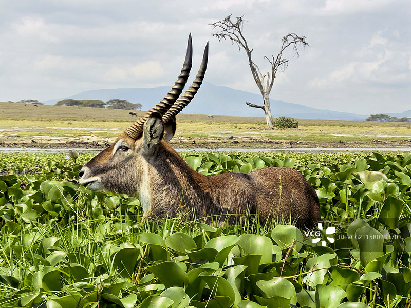 水葫芦中的非洲大羚羊图片素材