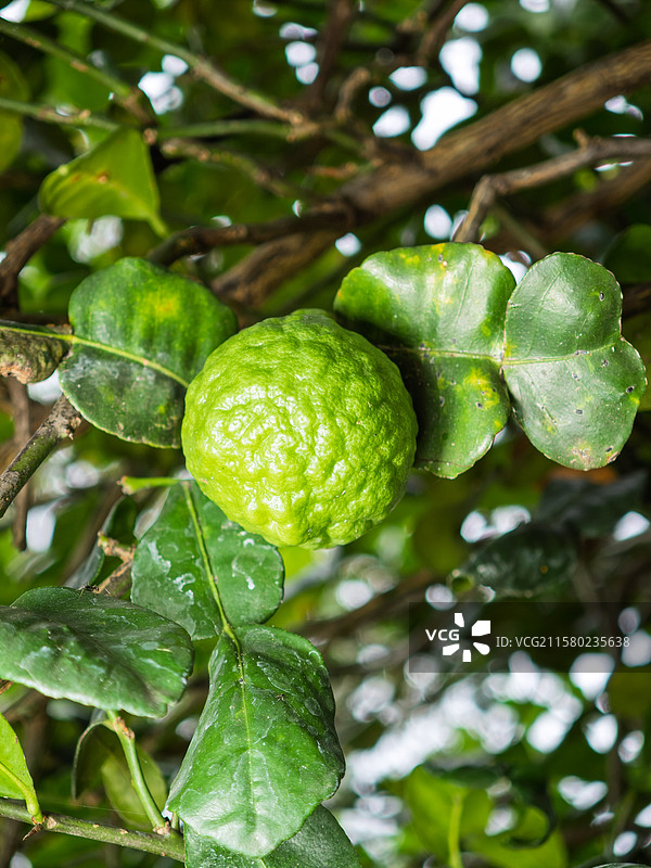 树枝上泰国青柠图片素材
