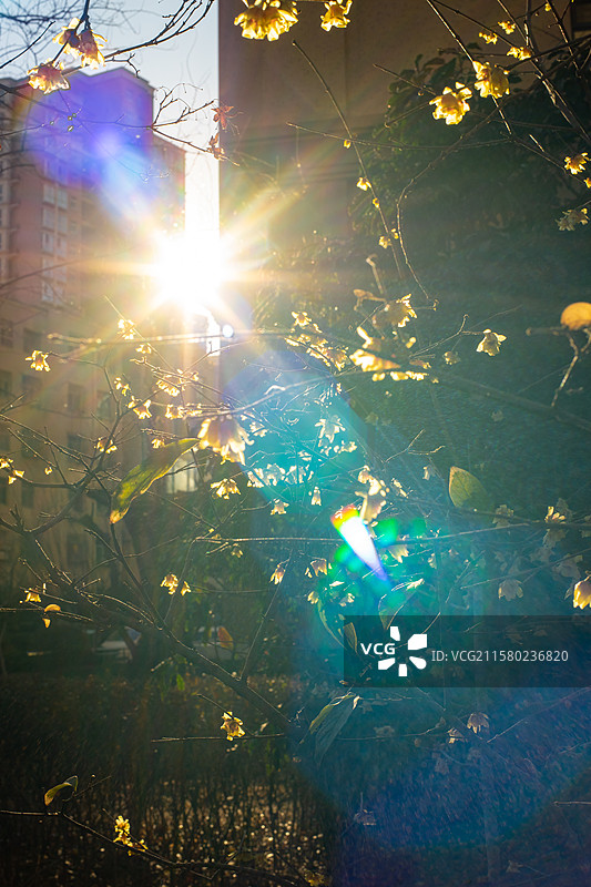 中国开花植物拍摄主题，冬天盛开黄色逆光的将军梅花腊梅花骨朵特写，户外白昼无人图像摄影图片素材