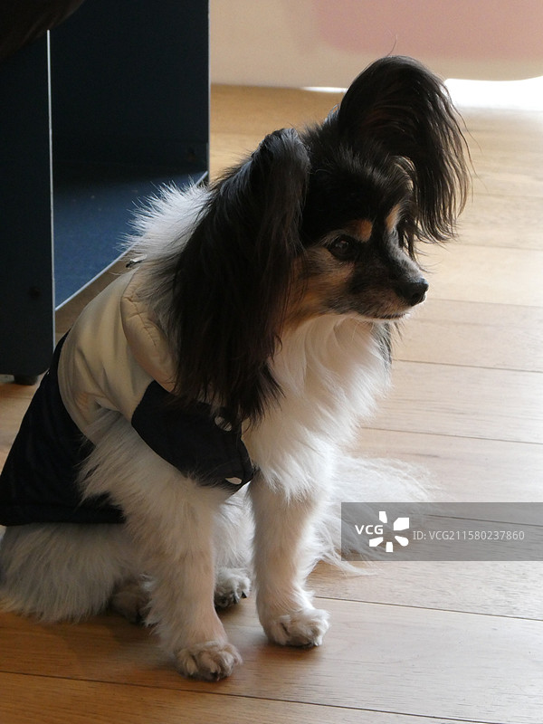 咖啡店里偶遇可爱的蝴蝶犬图片素材