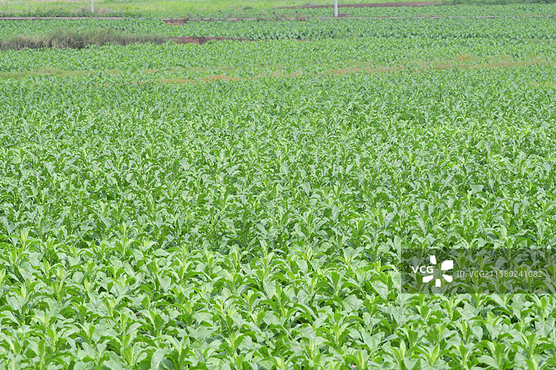 南方常见观赏景观栽培树种-高经济作物-Nicotiana tabacum 烟草图片素材