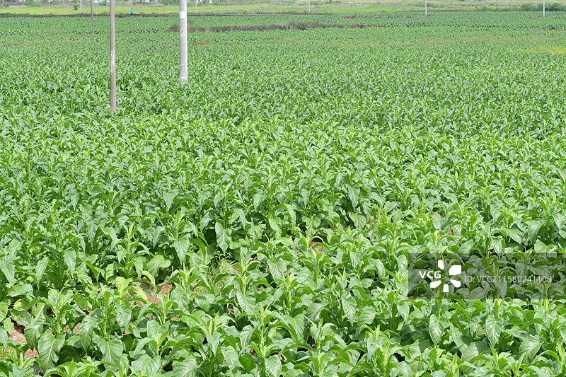 南方常见观赏景观栽培树种-高经济作物-Nicotiana tabacum 烟草图片素材