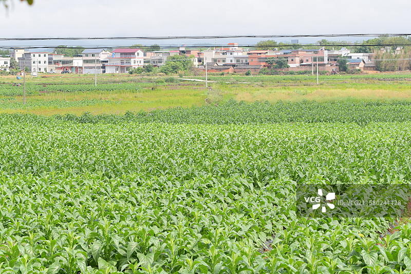 南方常见观赏景观栽培树种-高经济作物-Nicotiana tabacum 烟草图片素材