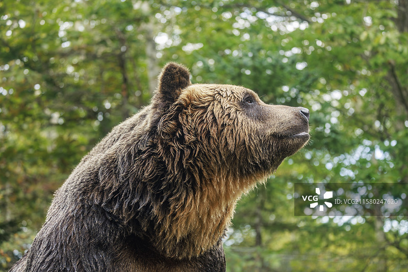 棕熊，北海道，日本图片素材