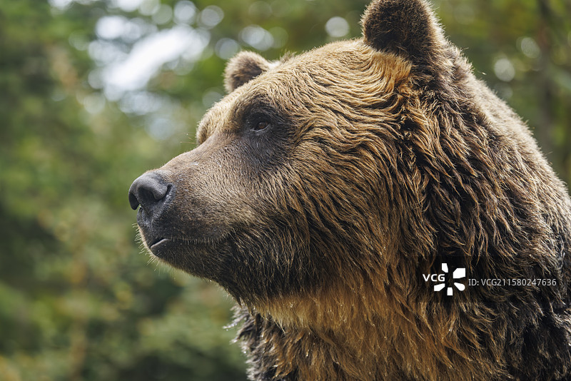 棕熊，北海道，日本图片素材