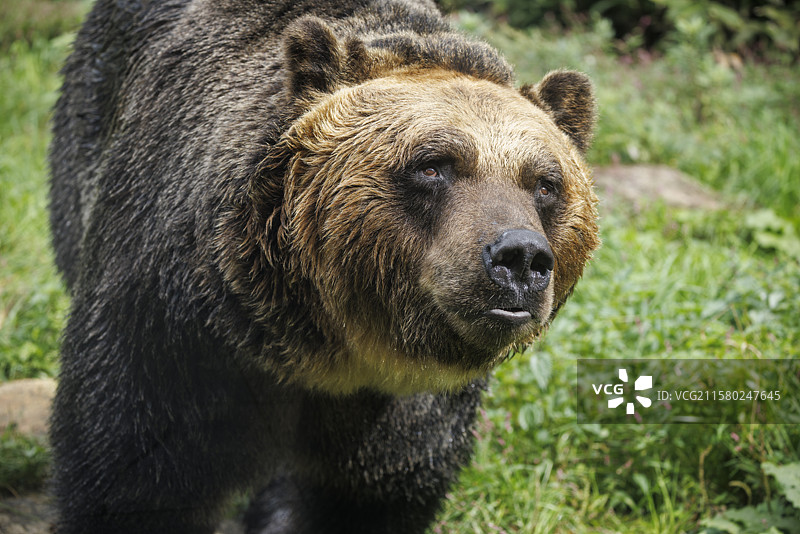 棕熊，北海道，日本图片素材