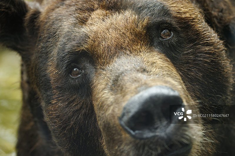 棕熊，北海道，日本图片素材