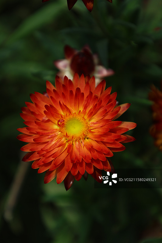 麦秆菊，长春动植物园，吉林，东北，动植物园，图片素材