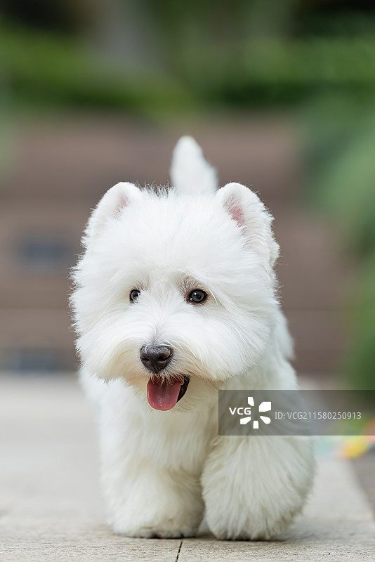 西高地白梗犬图片素材