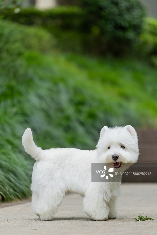 西高地白梗犬图片素材