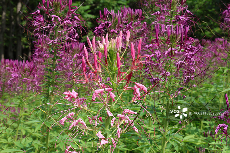 醉蝴蝶，蜘蛛花，长春动植物园，动植物园，图片素材
