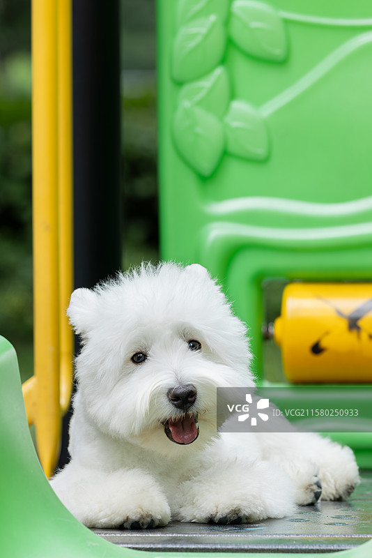 西高地白梗犬图片素材