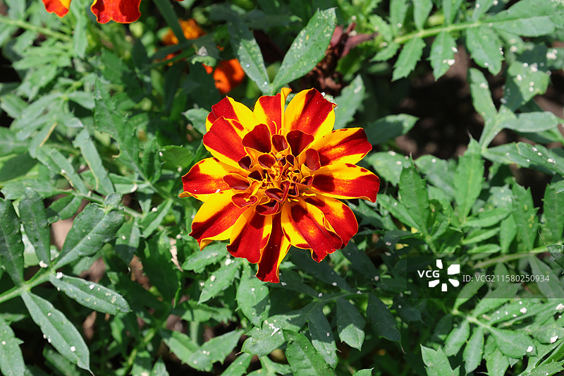 万寿菊，长春动植物园，动植物园，图片素材