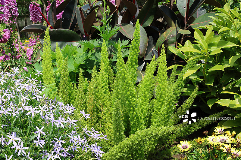 天门冬，狐尾武竹，长春动植物园，动植物园，图片素材