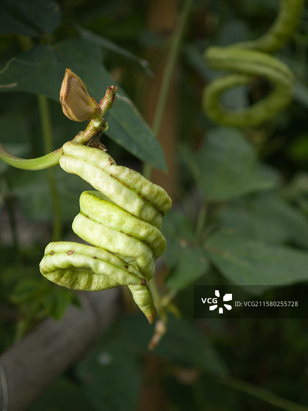 树上生长的豆角图片素材